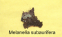 Melanelixia subaurifera image